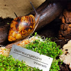 Metzler Namensschild Briefkastenschild aus Edelstahl | 8,5 x 3 cm